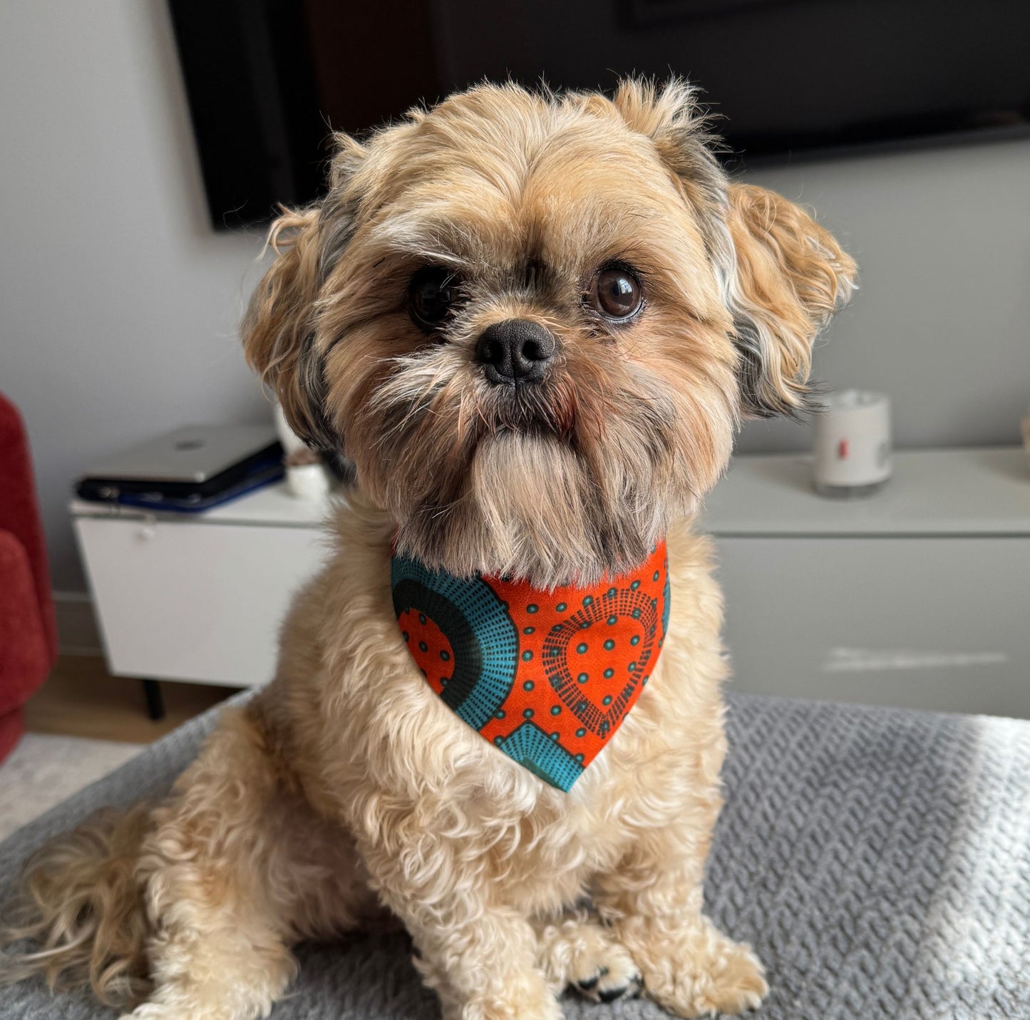 Small dog wearing an orange bandana sitting on a couch.