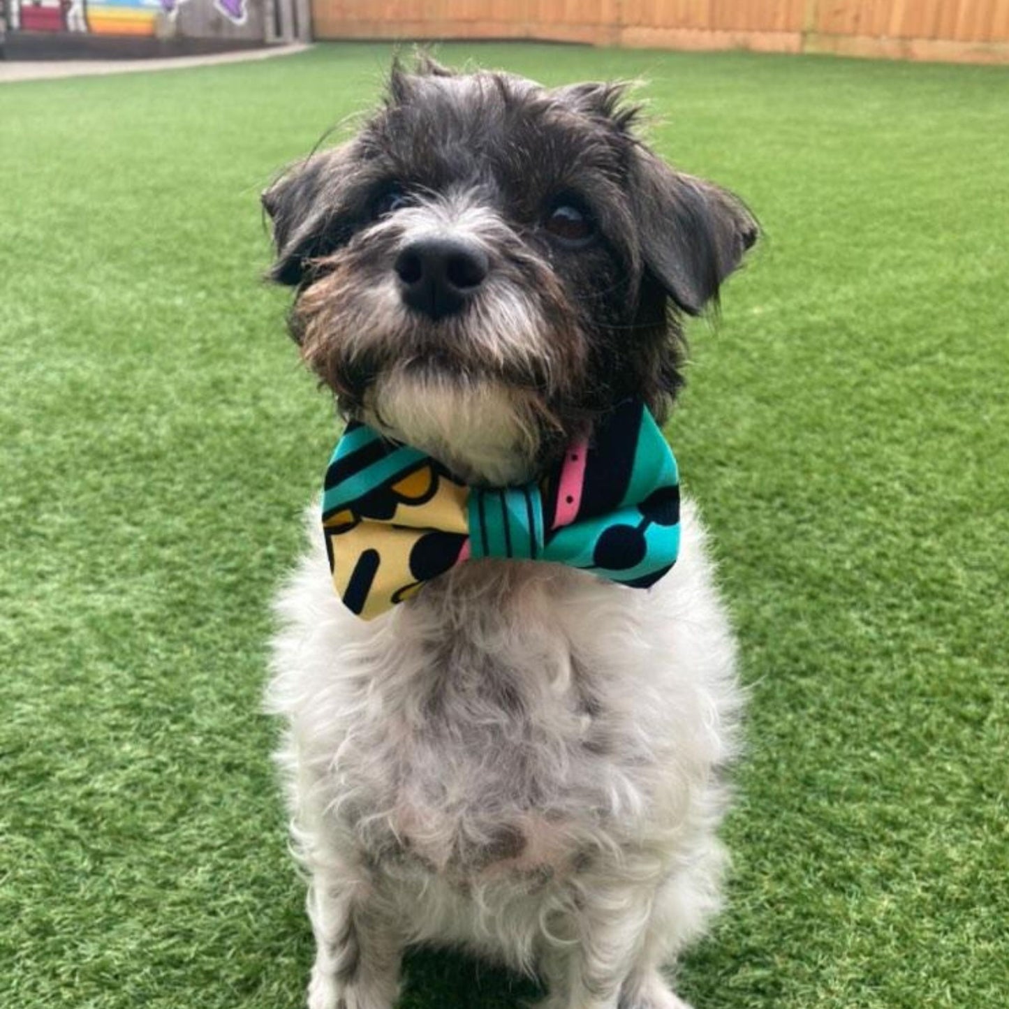 OPE BOW TIE