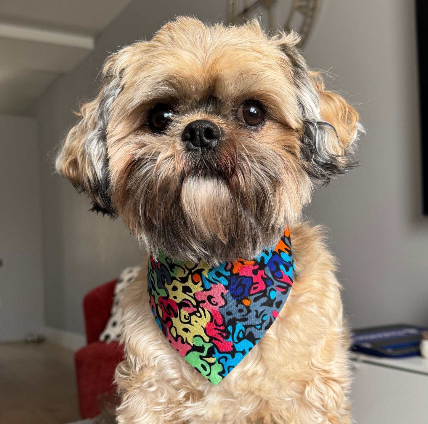 Small dog wearing a colorful dog bandana indoors