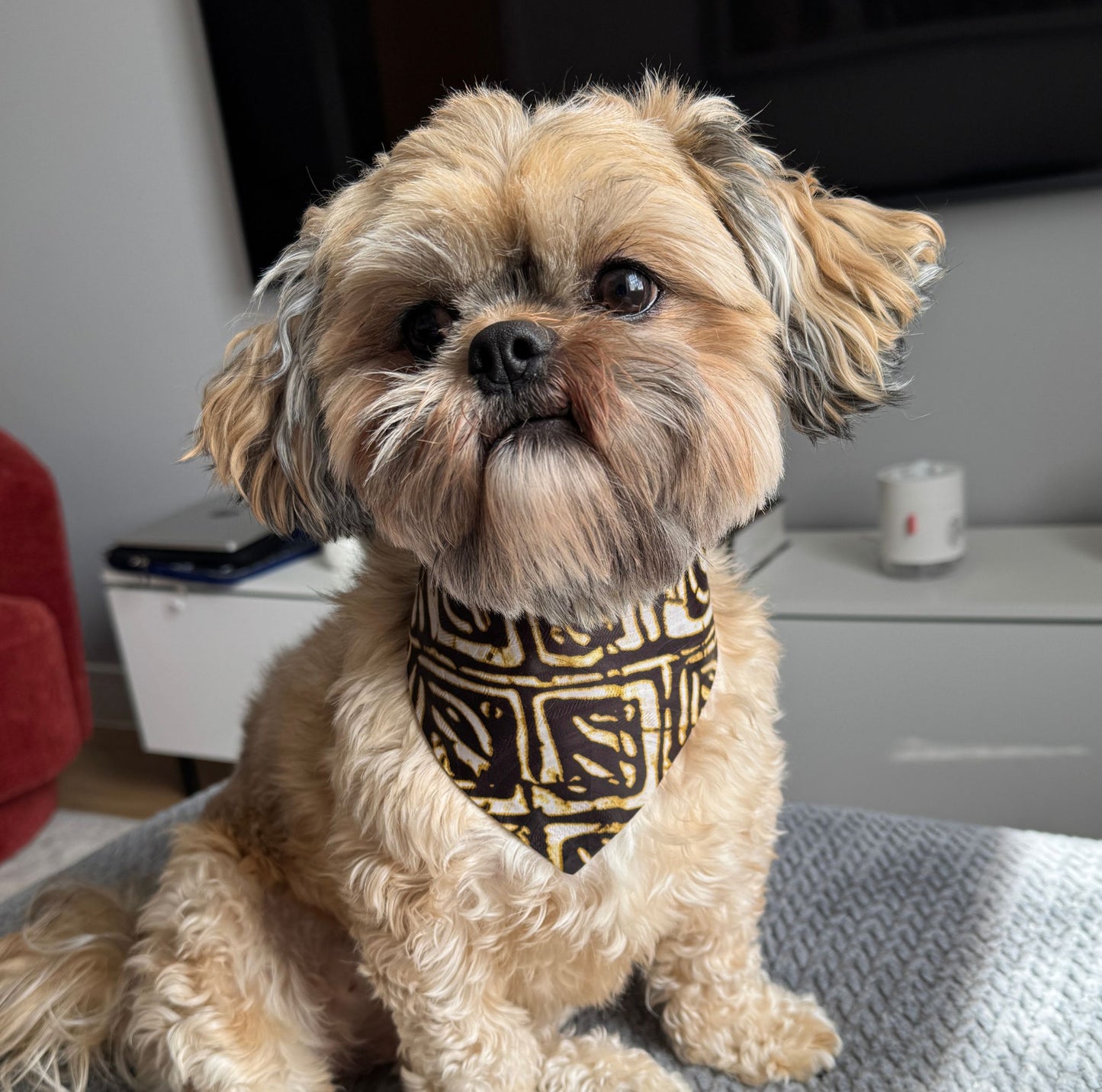 Small dog wearing a patterned dog bandana sitting indoors.