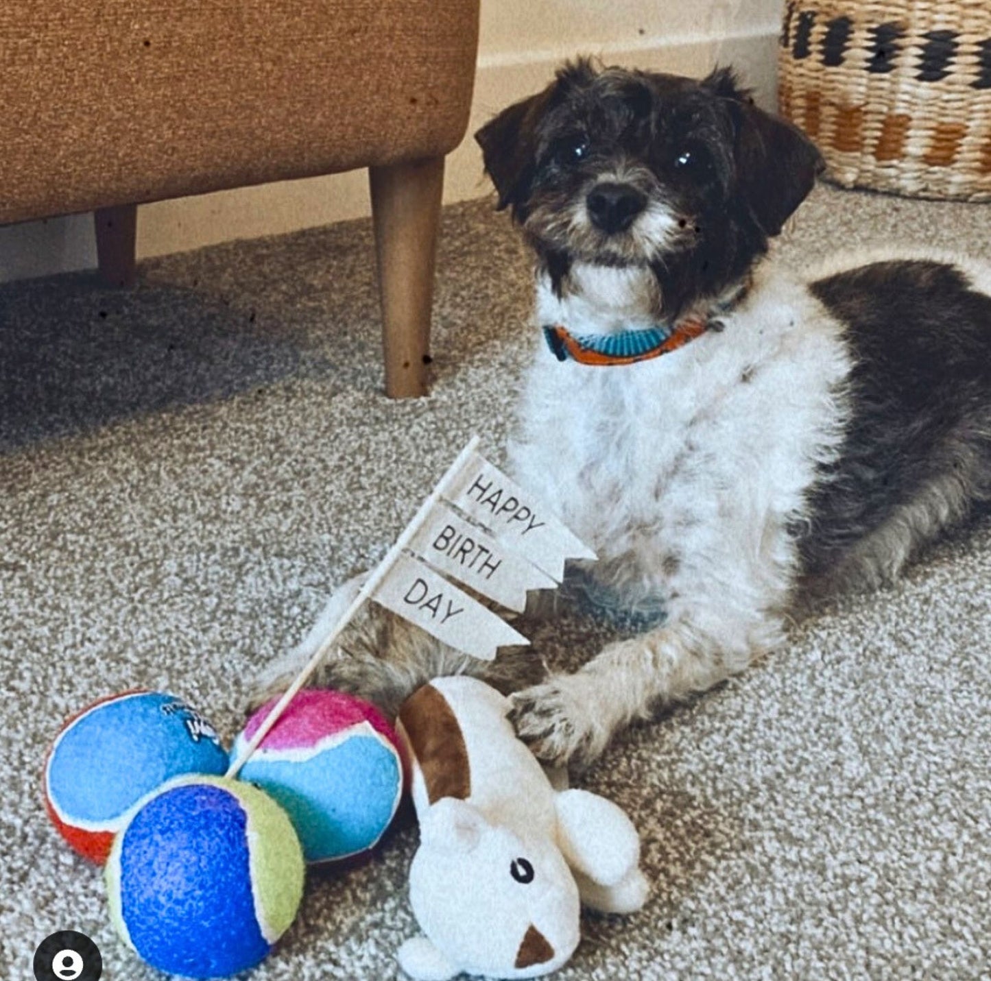 ADA-African-Print-Dog-Collar-Bhooki