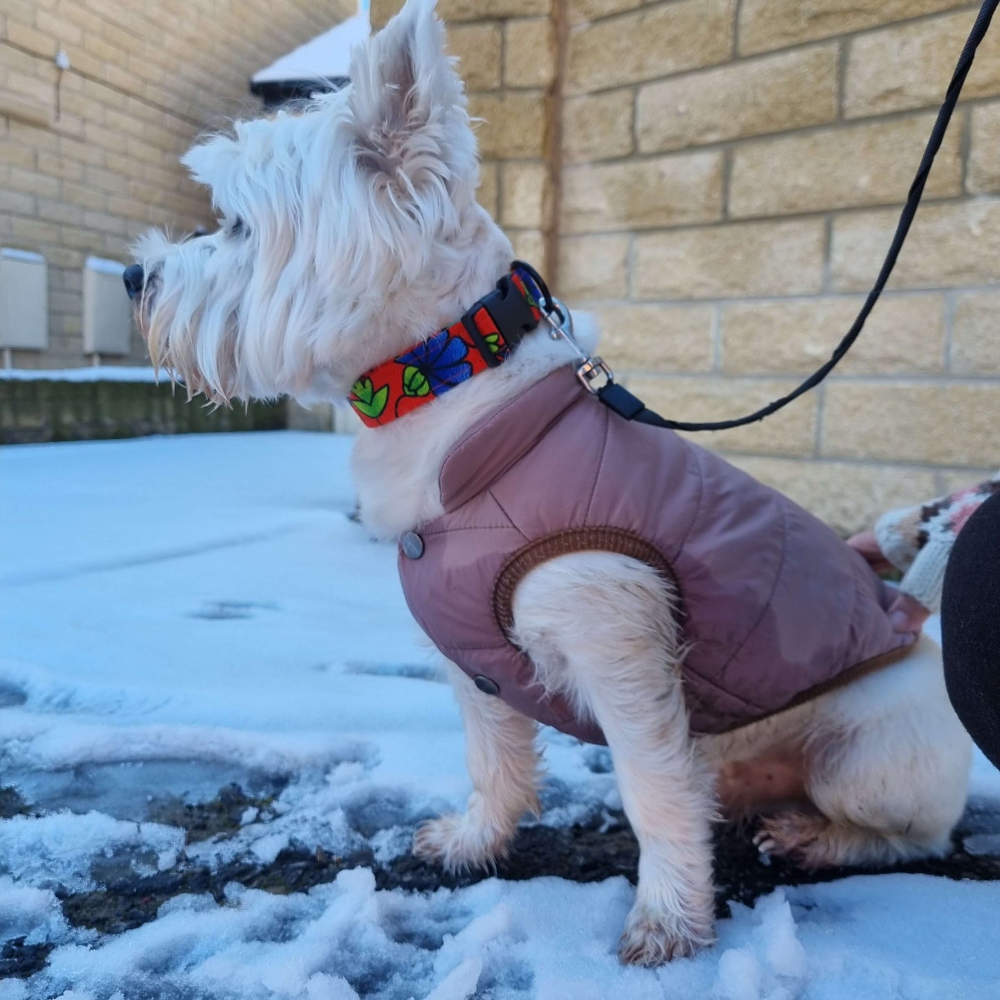 Mibi-in-PEJU-African-Print-Dog-Collar-Bhooki