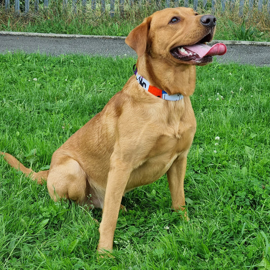 The Pros and Cons of Dog Collars: A Guide for UK Pet Owners