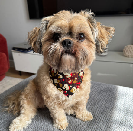 Are Dog Bandanas Safe? Why We Always Say: Supervise the Wear