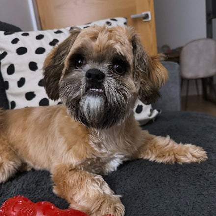 Puppy Collar Guide UK: When to Start and How to Introduce It