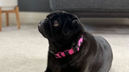Pros and Cons of Dog Collars: UK Guide | Bhooki