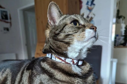 breakaway-cat-collar-safety-buckle-bhooki