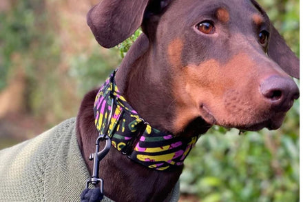 Do Dog Collars Cause Tracheal Damage? What the Evidence Actually Shows
