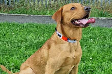 Golden Labrador sitting on grass wearing the BUKY purple and white graffiti African print flat dog collar by Bhooki, handmade in the UK
