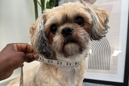 How to Measure Your Dog for a Collar UK