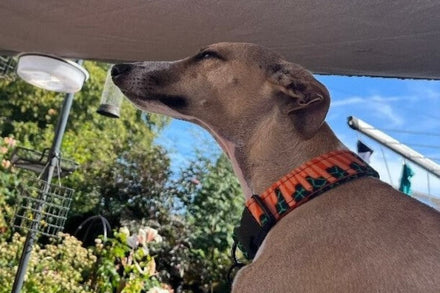 Whippet wearing an orange and teal African print flat dog collar by Bhooki, handmade in the UK, showing the breed's elegant slim neck