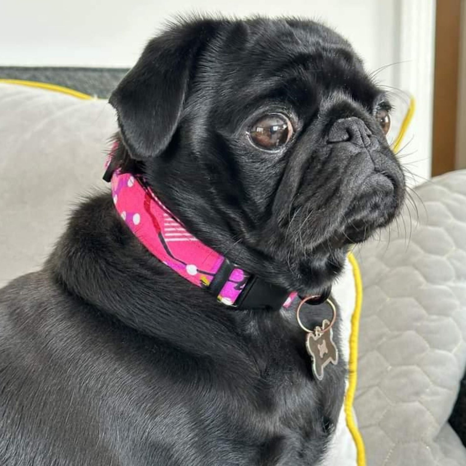 Dog Collars