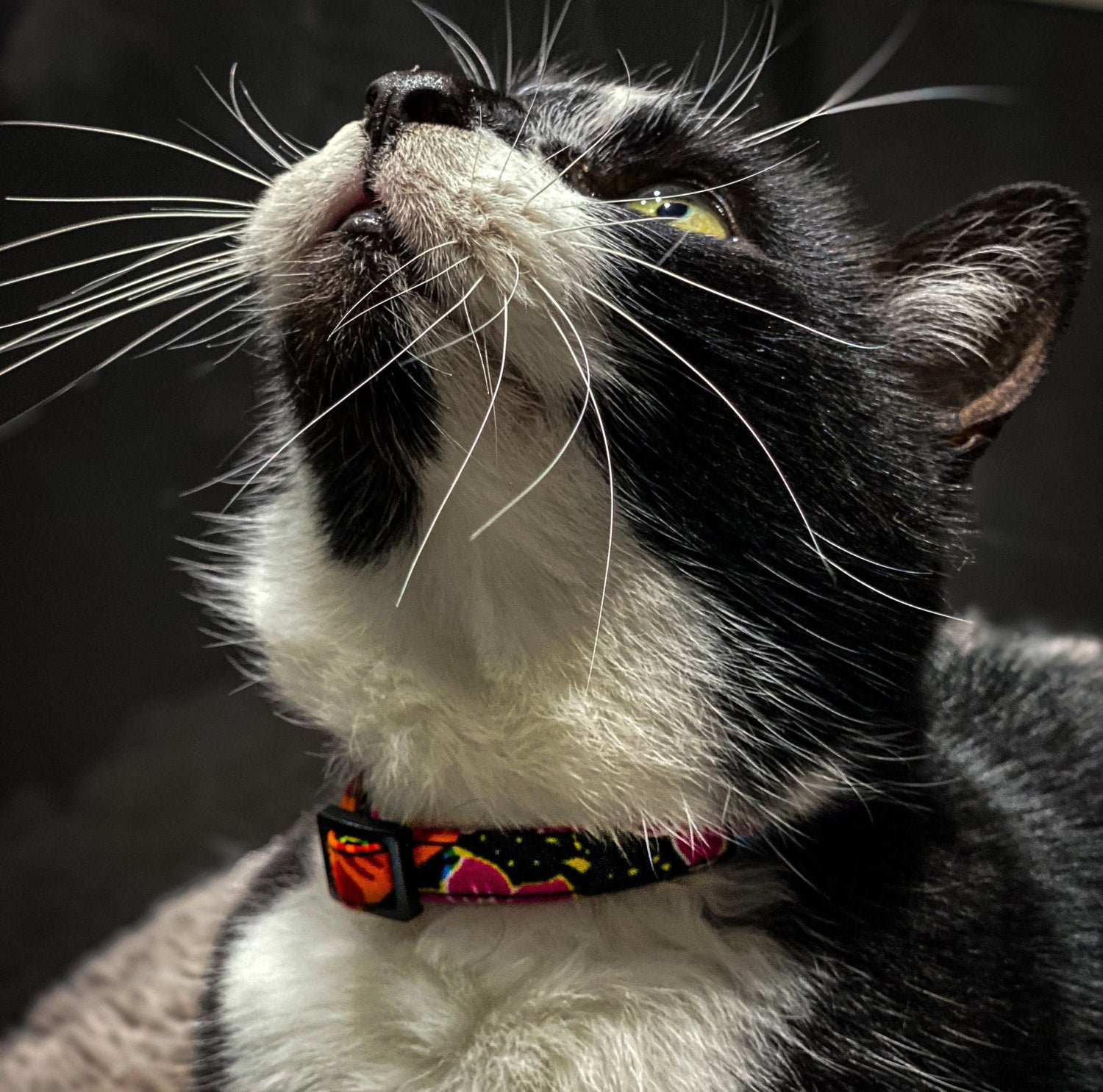 Cat Collars