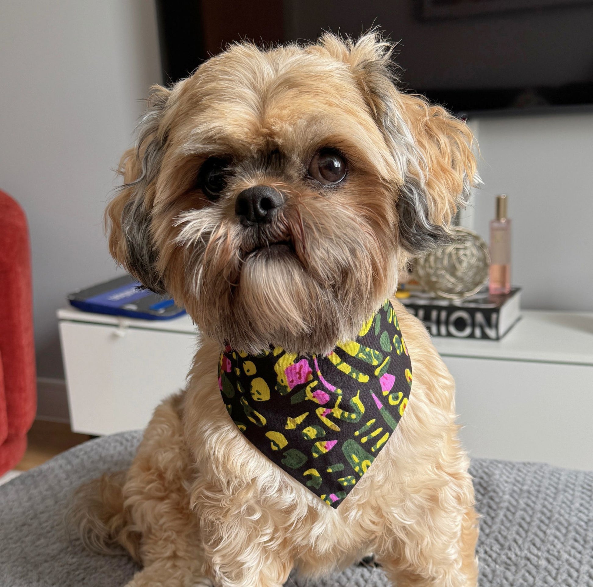 Small dog wearing a colorful dog bandana sitting on a couch in a living room.