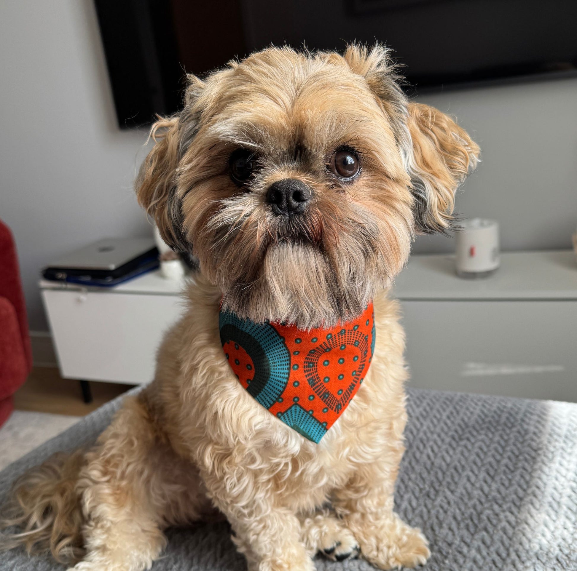Small dog wearing an orange bandana sitting on a couch.