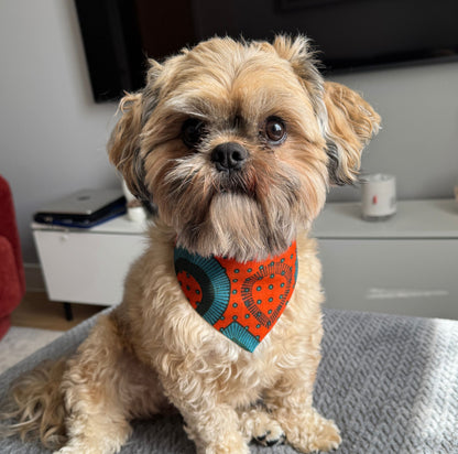 Small dog wearing an orange bandana sitting on a couch.