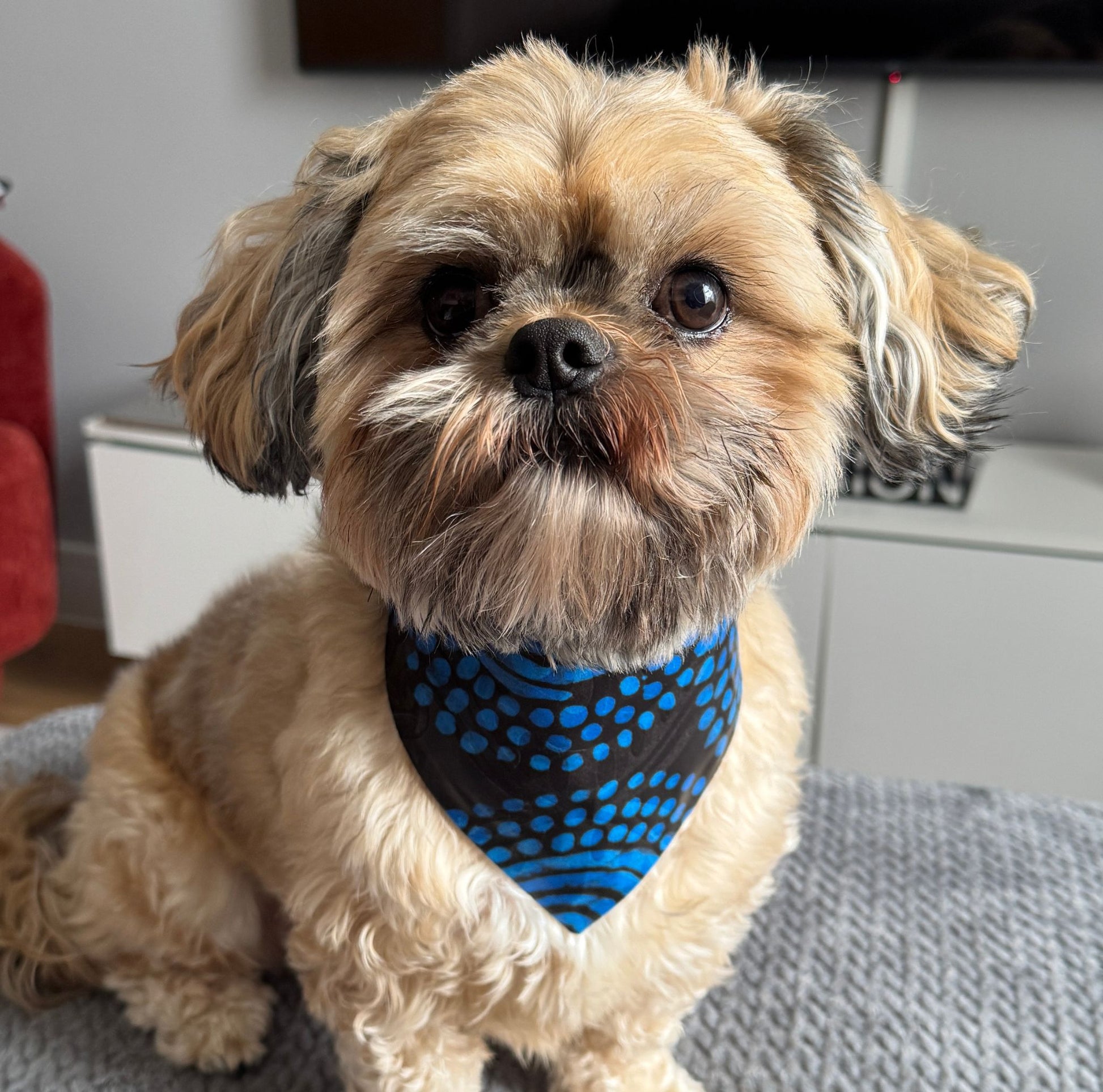 Small dog wearing a blue bandana sitting on a carpeted floor.