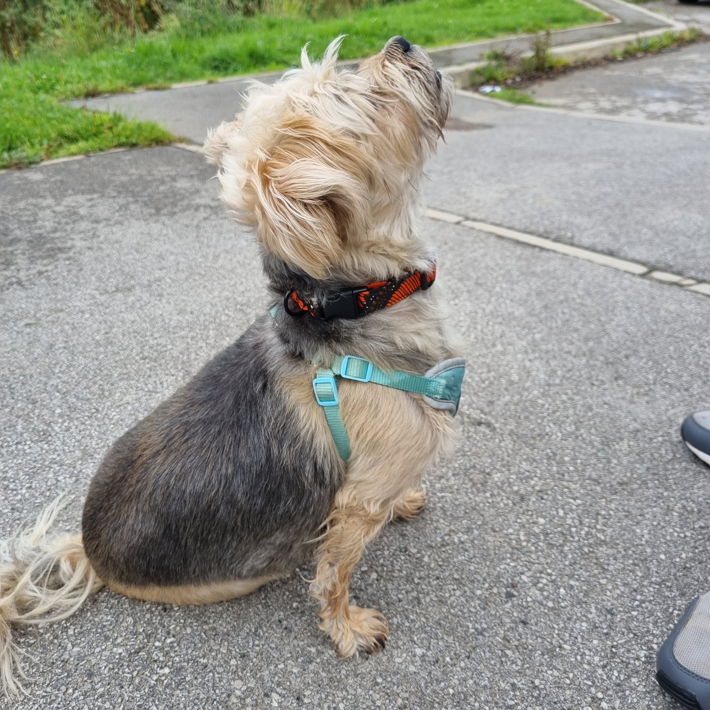 AJIRI AFRICAN PRINT DOG COLLAR