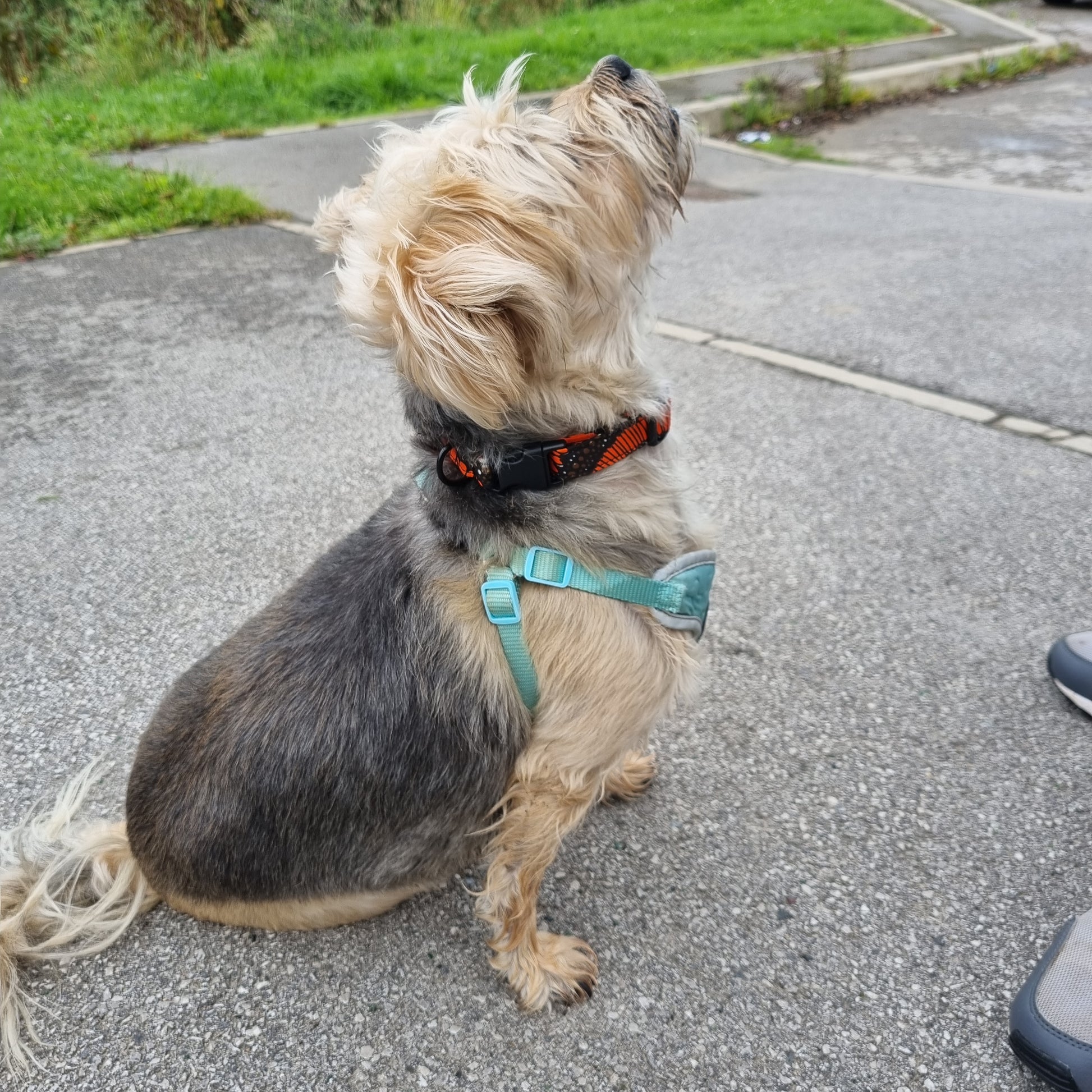 AJIRI AFRICAN PRINT DOG COLLAR