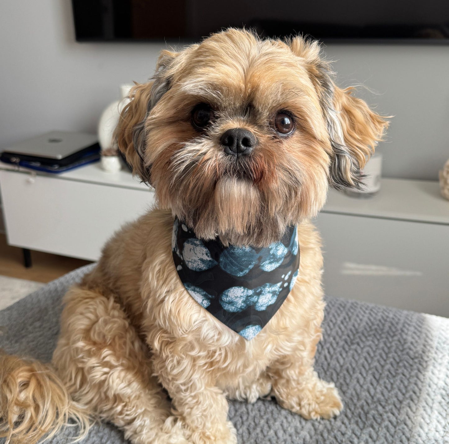 Small dog wearing the AKACHI teal and white tie-dye African print bandana by Bhooki