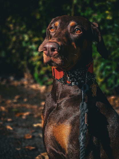 AJIRI Martingale Dog Collar