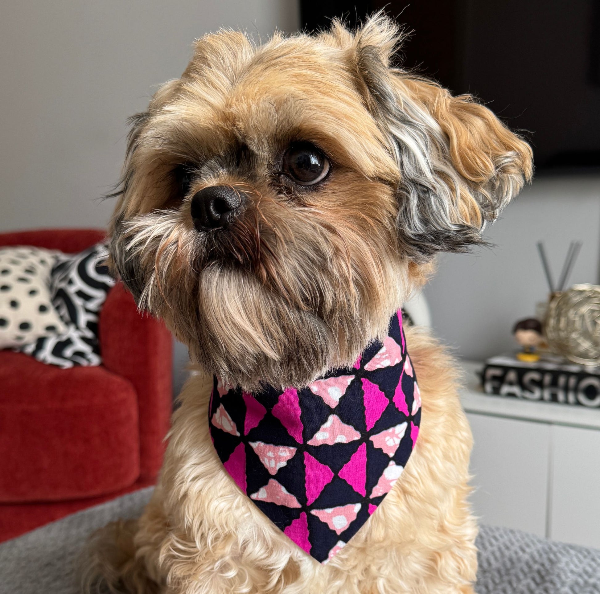 Small dog wearing a pink and black triangle patterned bandana indoors.