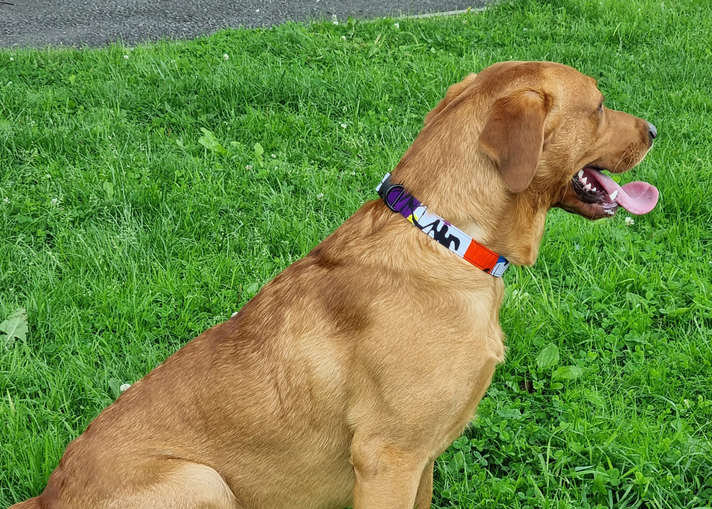 Brown dog wearing a colorful collar sitting on green grass.