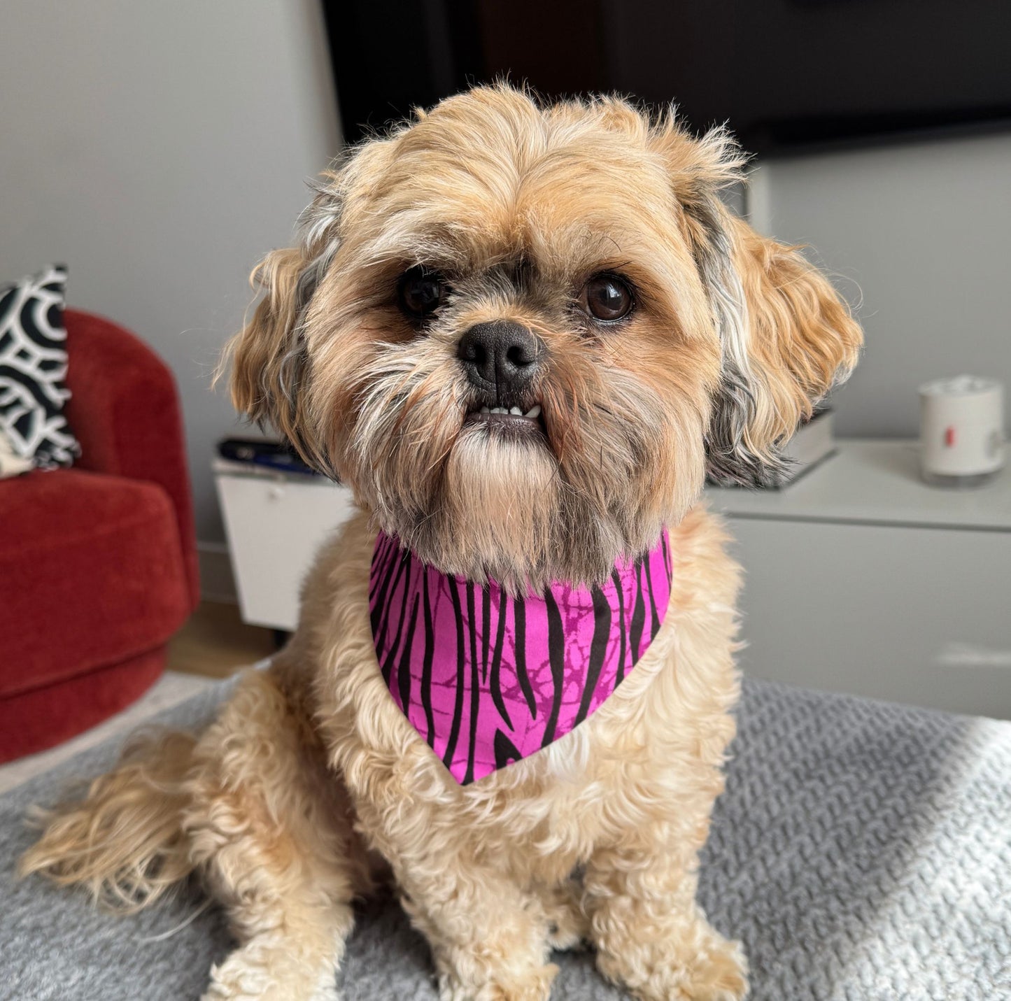 Small dog wearing a pink and black patterned bandana sitting on a couch.