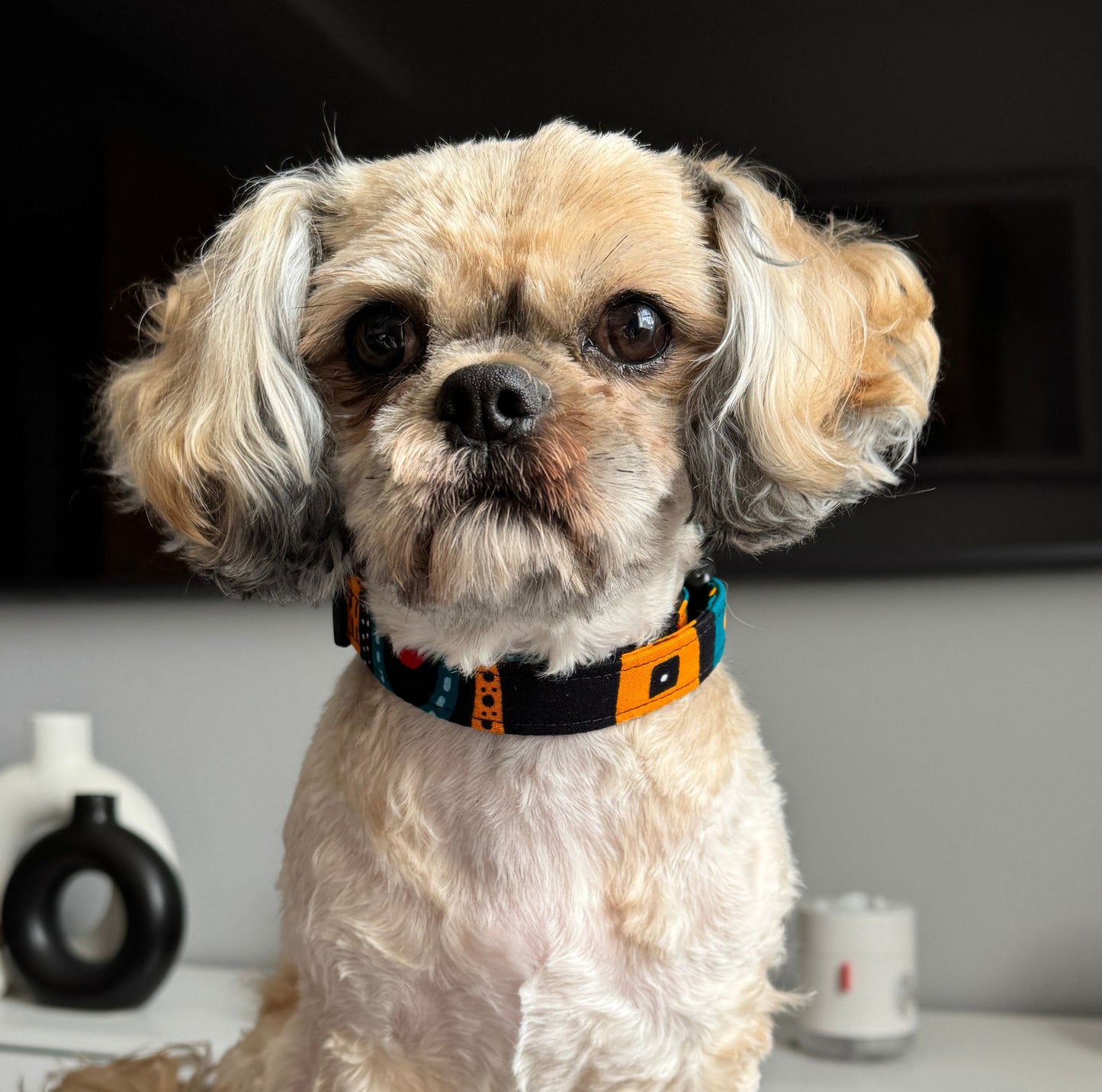 Small dog wearing the FENWA multicolour tribal African print dog collar by Bhooki