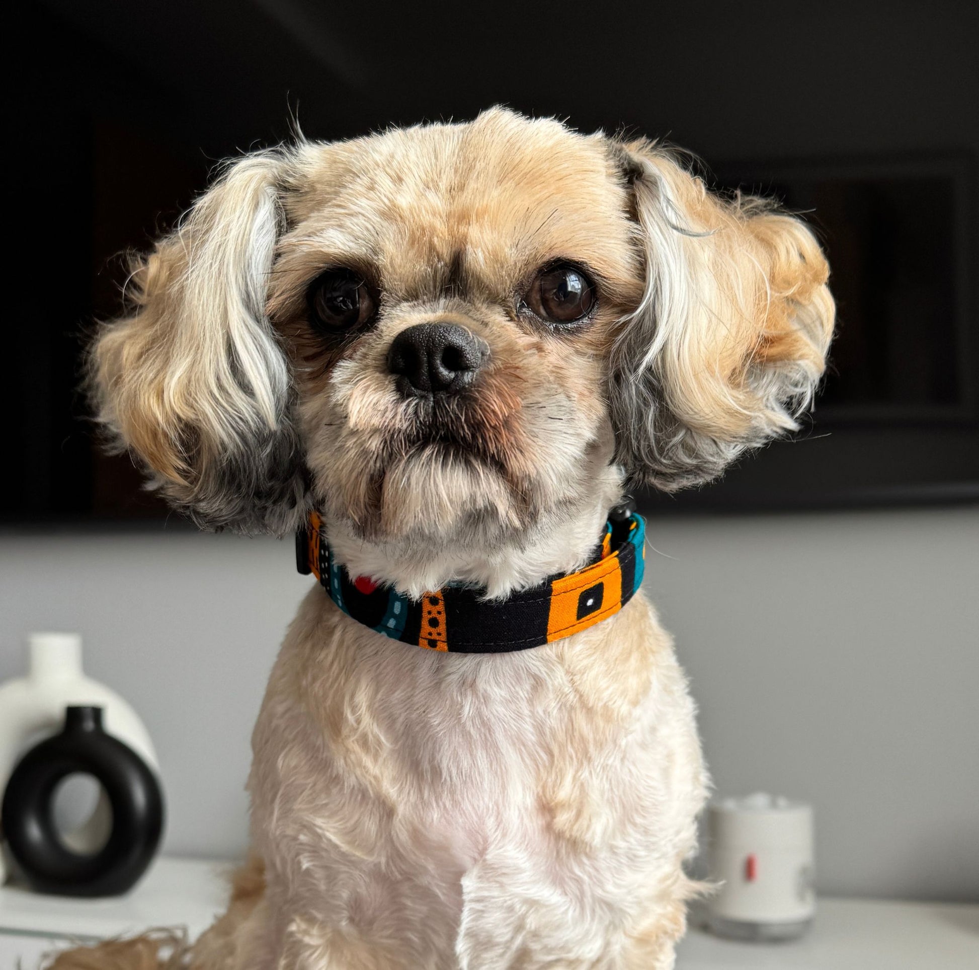 Small dog wearing the FENWA multicolour tribal African print dog collar by Bhooki