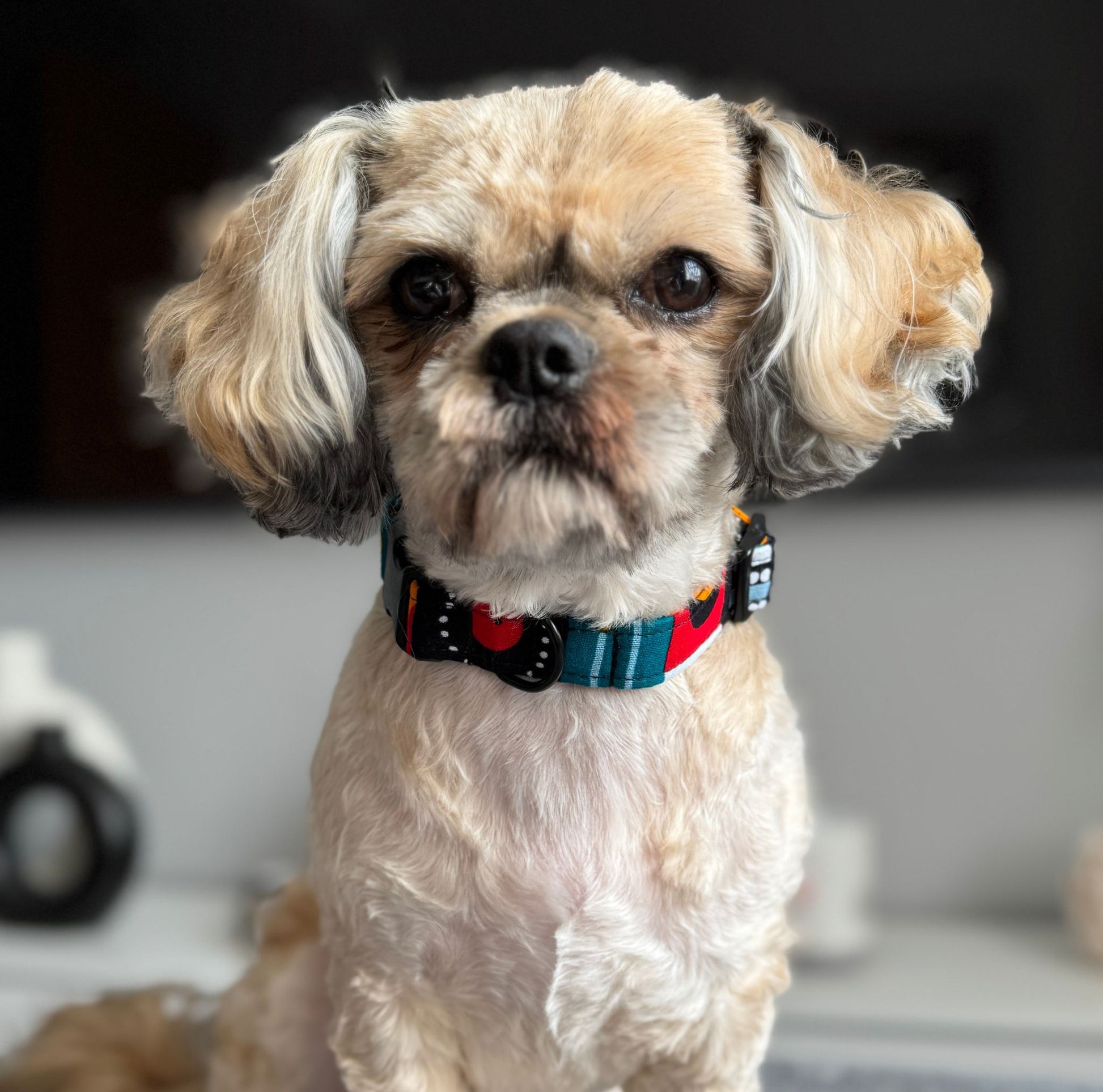 Small dog wearing the FENWA multicolour tribal African print dog collar by Bhooki