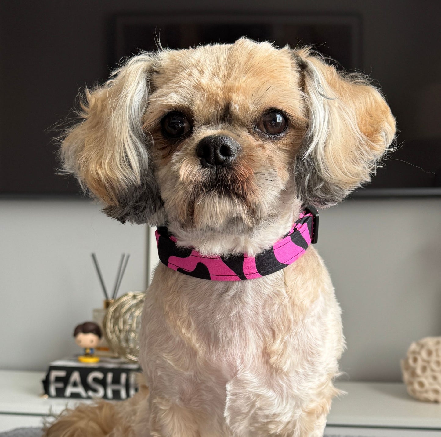 Small dog wearing a pink and black checkered collar indoors.