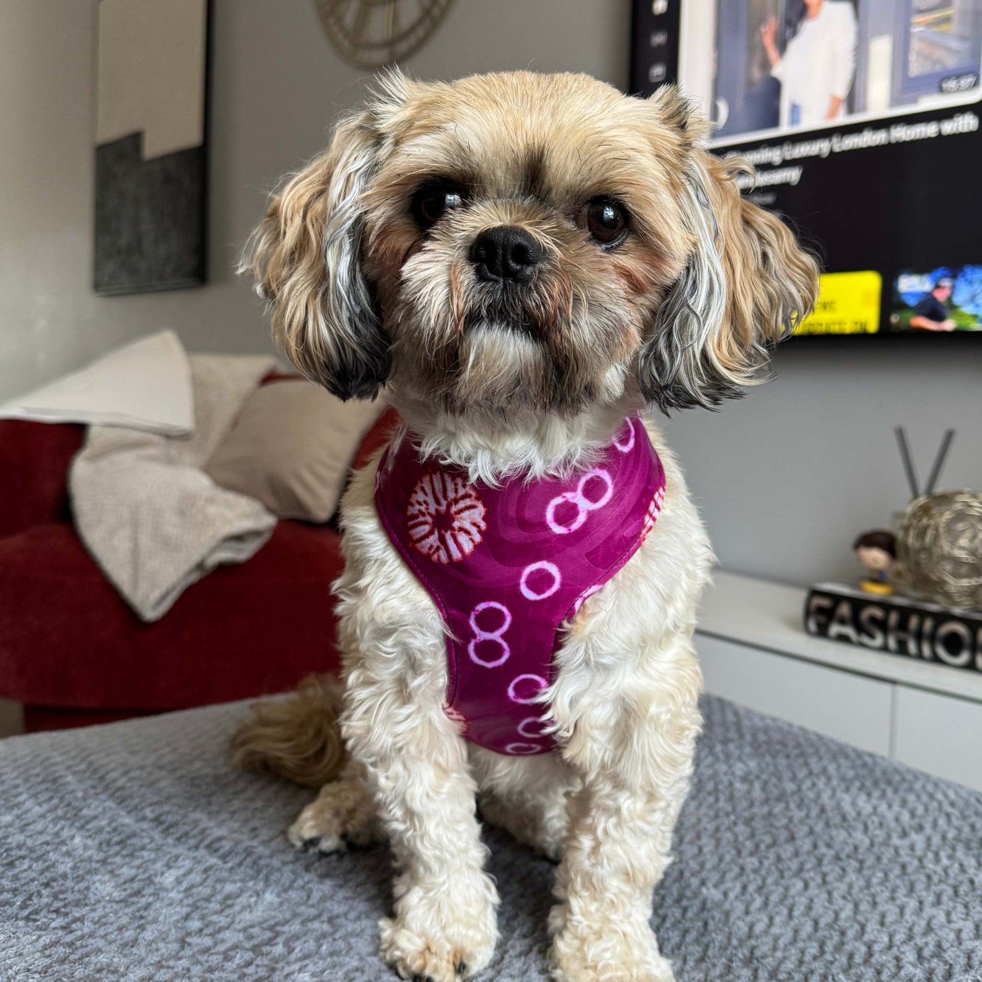 A small fluffy dog wearing a bright pink bandana with white circular patterns, sitting on a gray blanket in a living room setting.