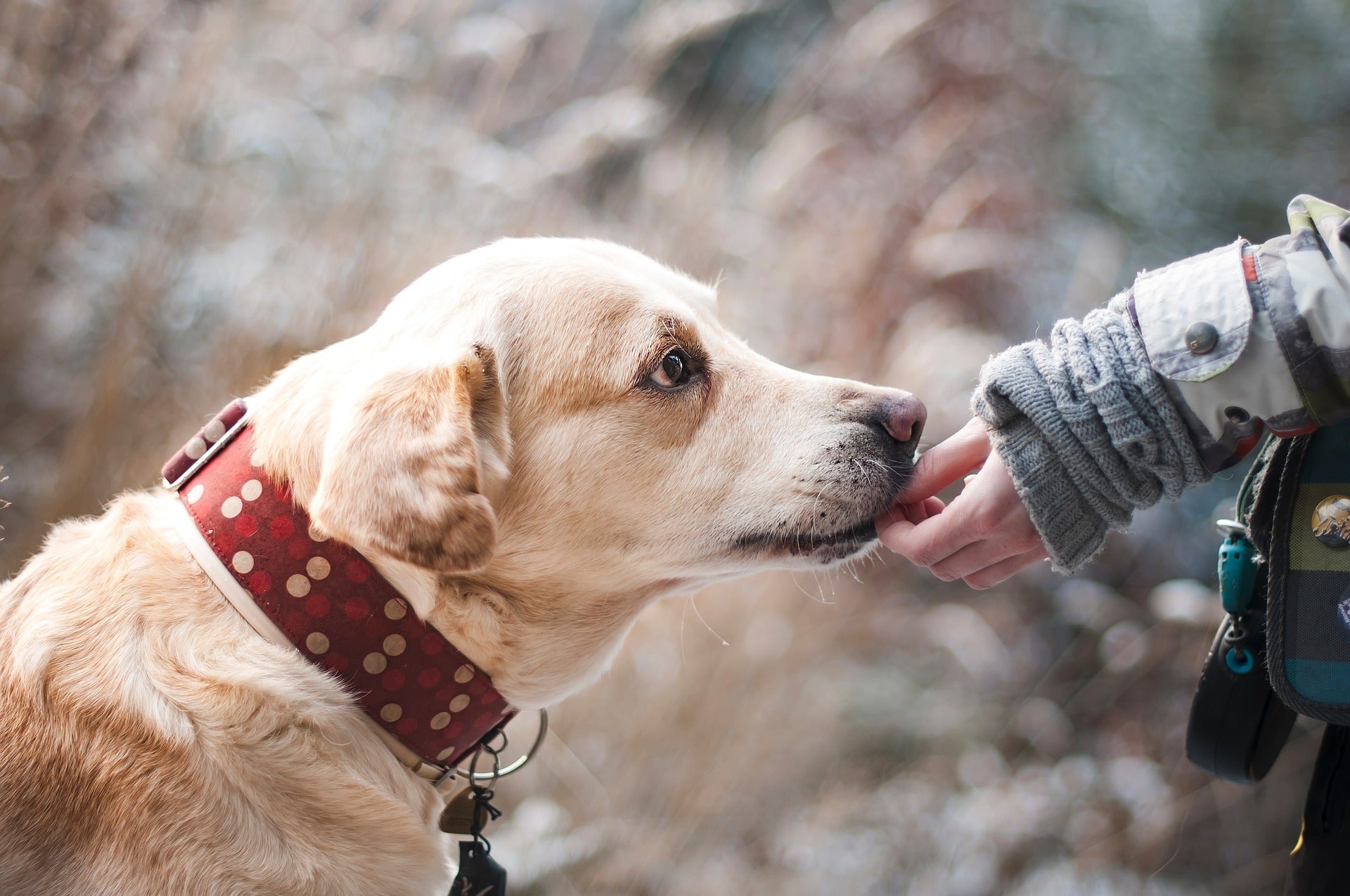 Handmade patterned dog collars and cat collars by Bhooki — a small UK pet accessories brand
