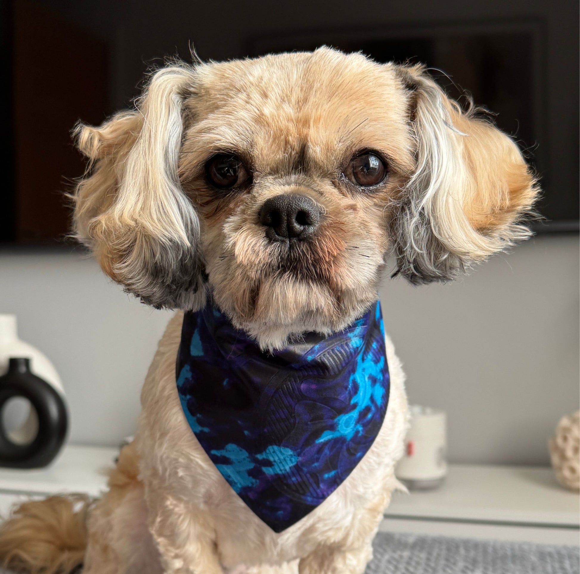 Dog wearing a scrunchie dog bandana