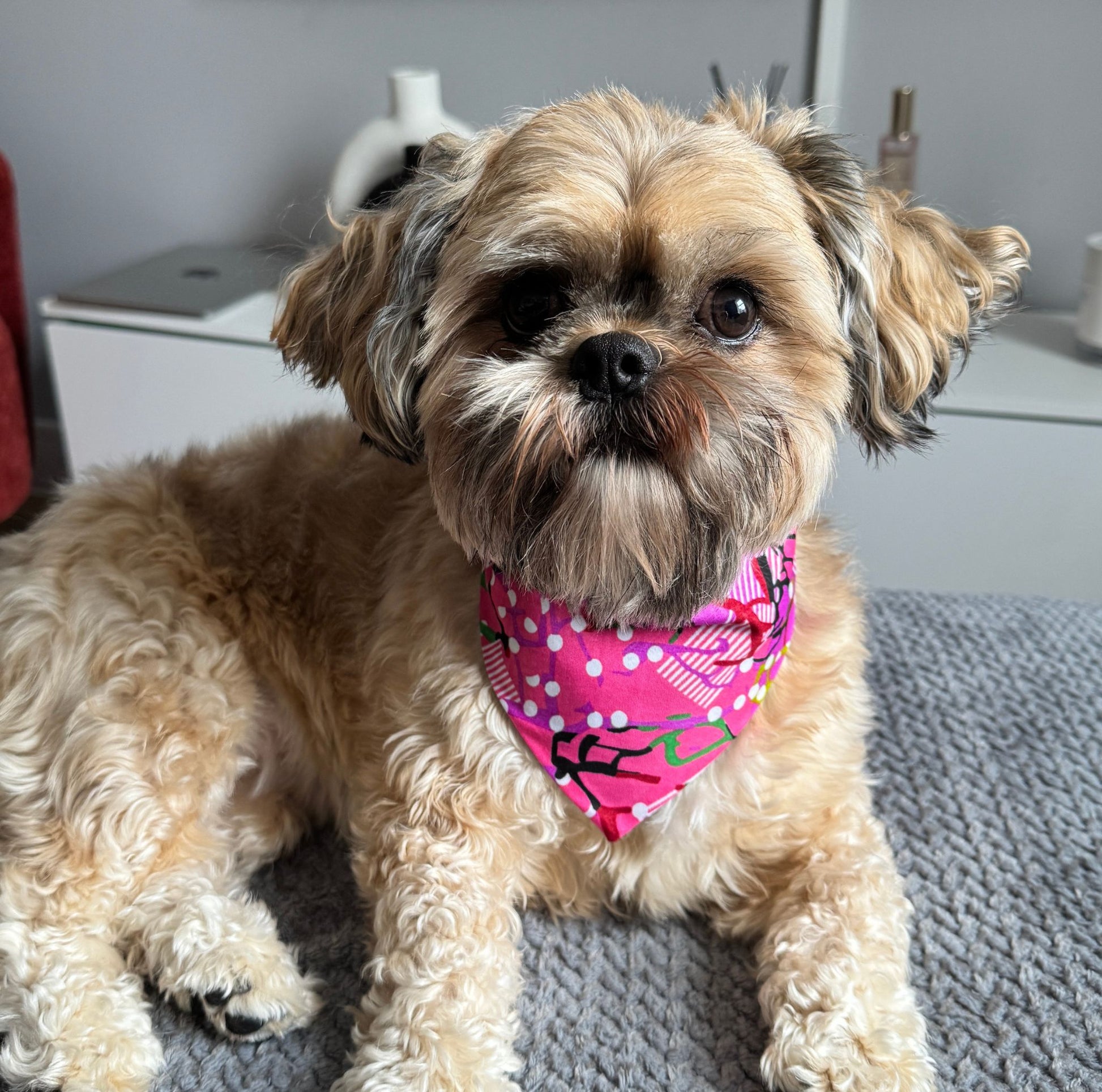 Small dog wearing a pink scrunchie dog bandana with black patterns, sitting on a gray surface.