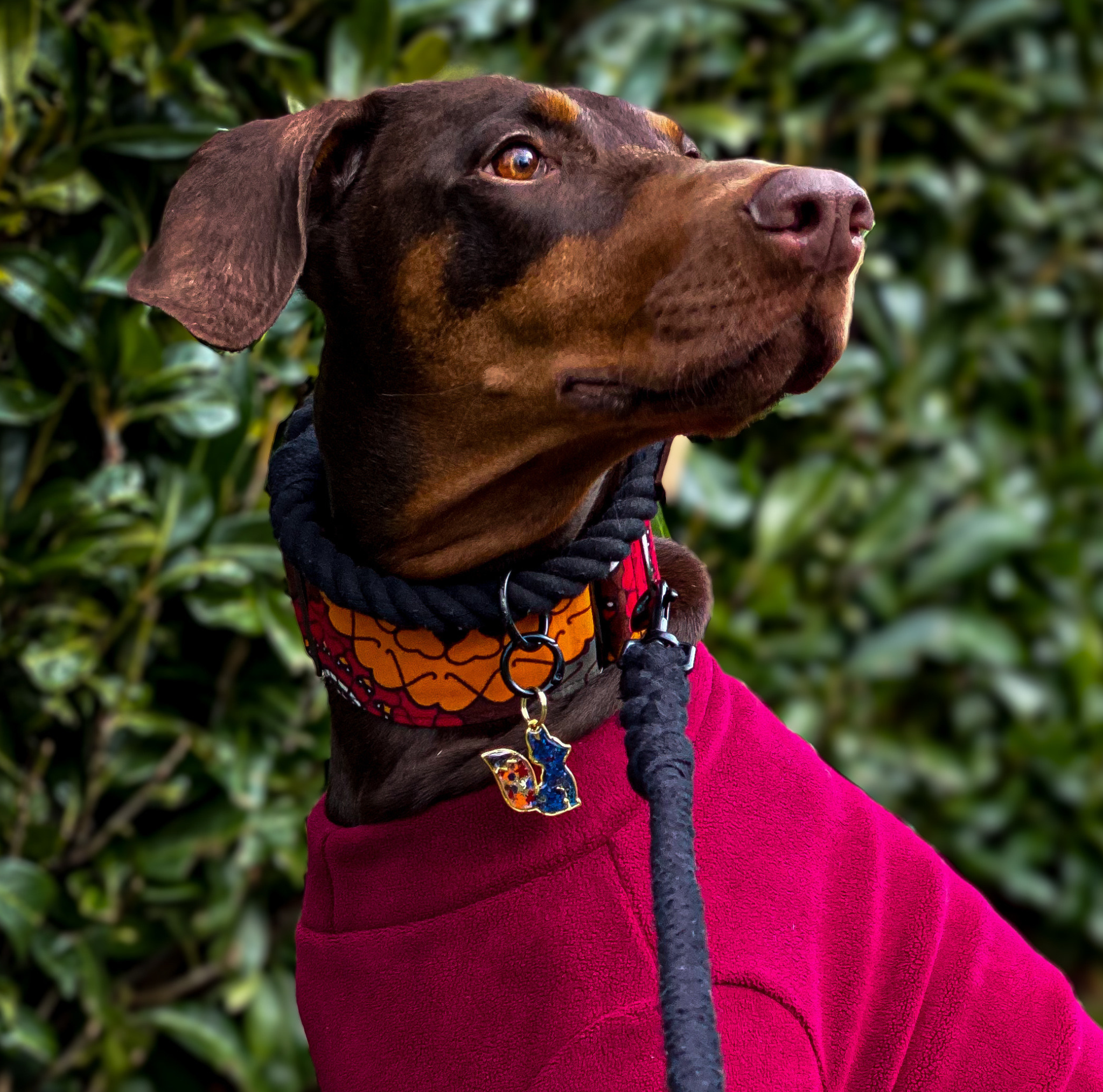 KIAMA red and orange bird print African print martingale dog collar by Bhooki, handmade in the UK