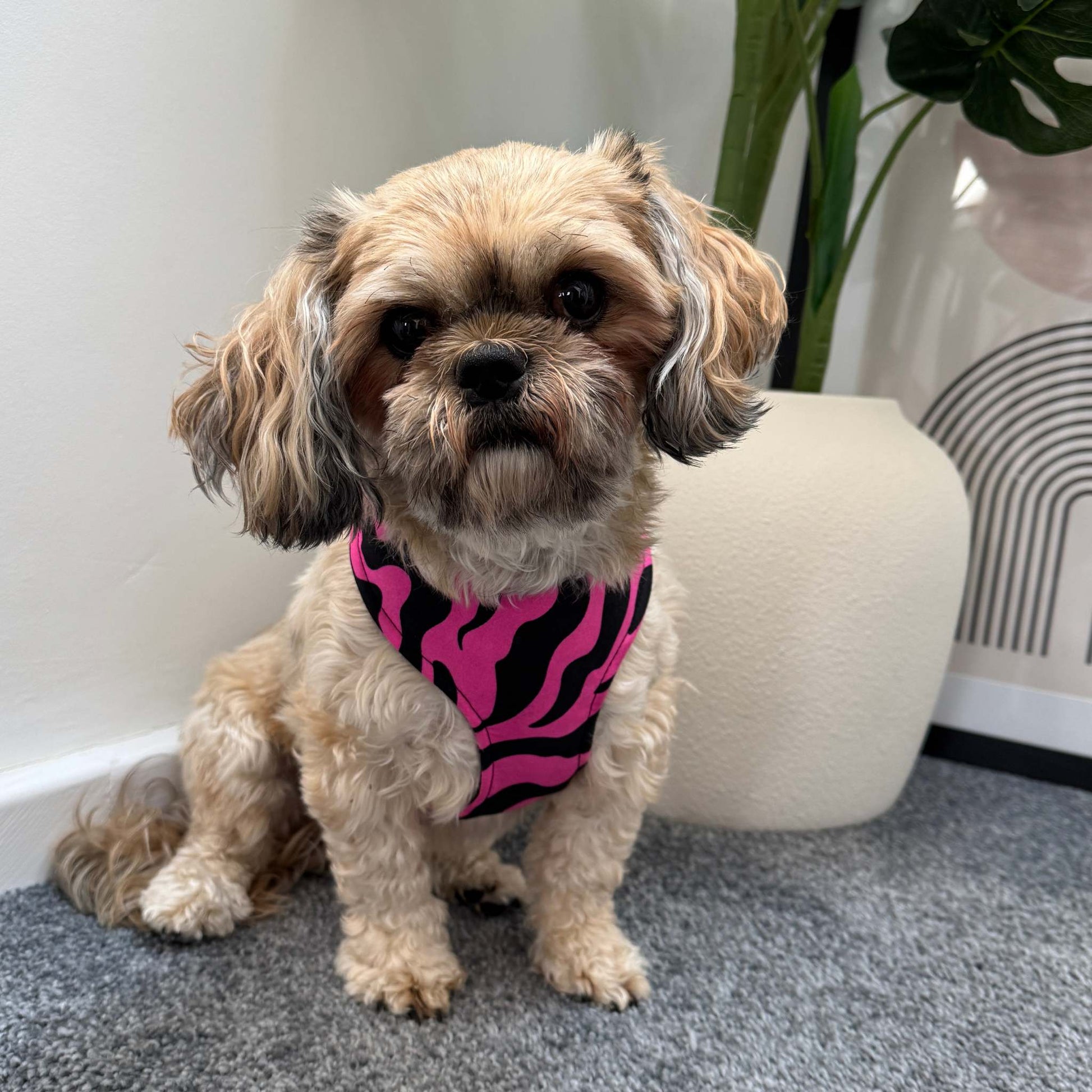 MOYIN pink and black swirl African print dog harness by Bhooki, handmade in the UK