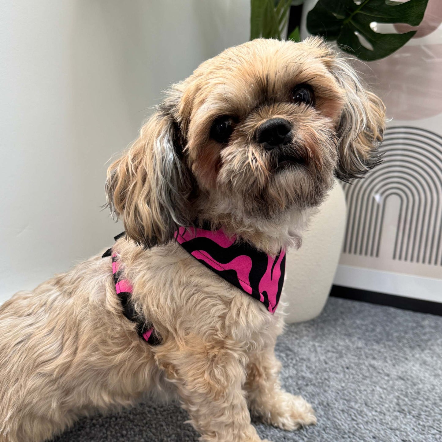 MOYIN pink and black swirl African print dog harness by Bhooki, handmade in the UK