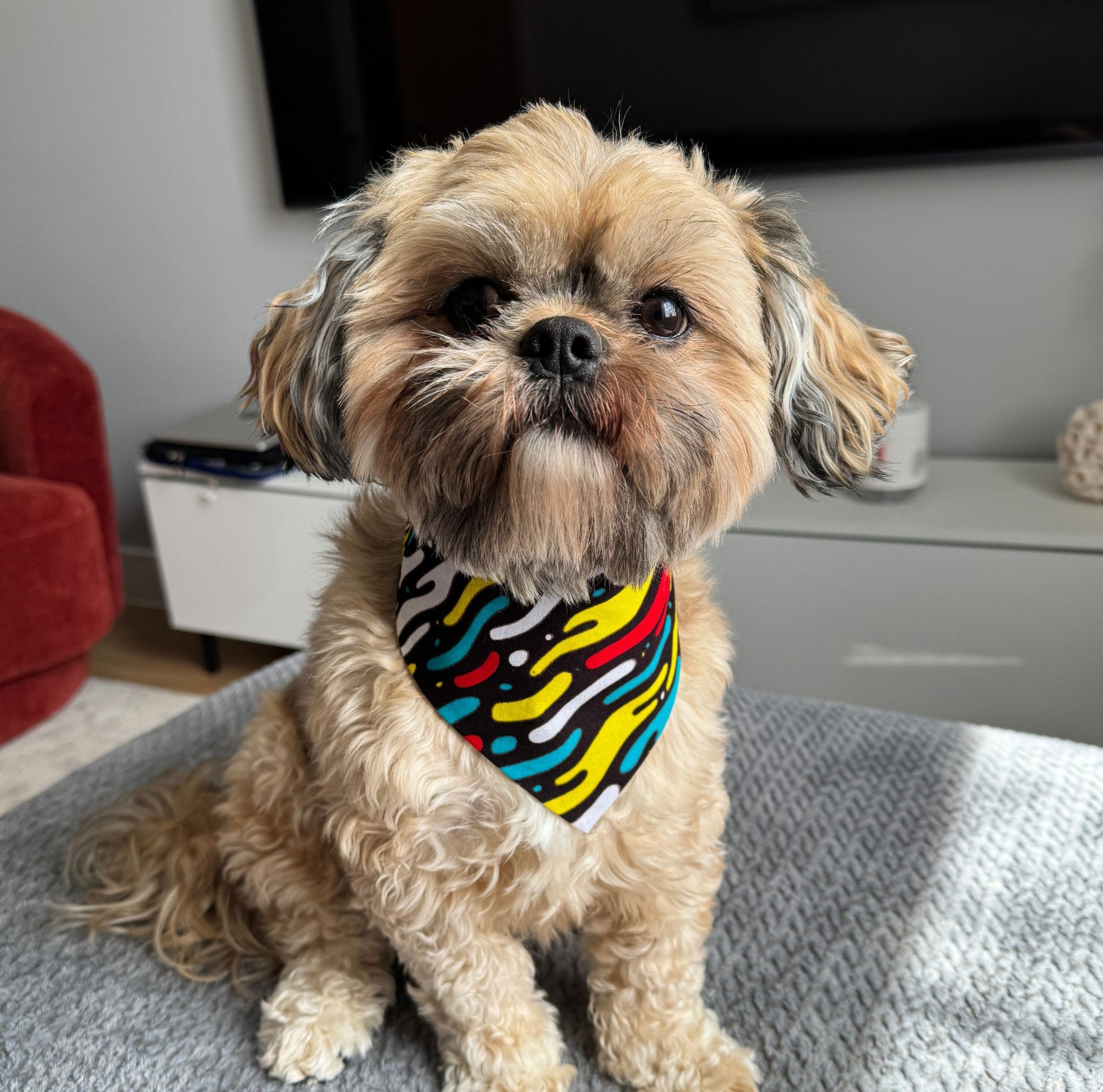 Small dog wearing a colourful bandana sitting on a couch in a living room.