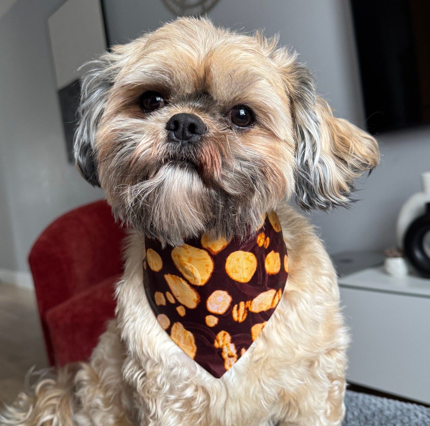 Small dog wearing a patterned bandana indoors