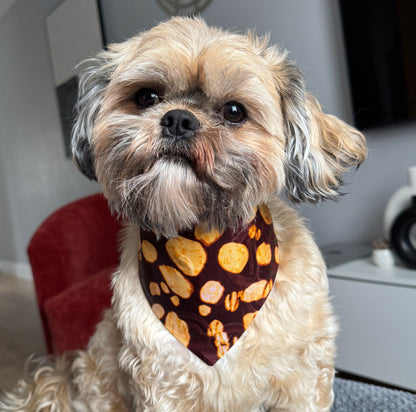 Small dog wearing a patterned bandana indoors