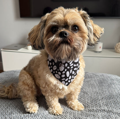 Small dog wearing a black bandana with white paw prints sitting on a gray surface.