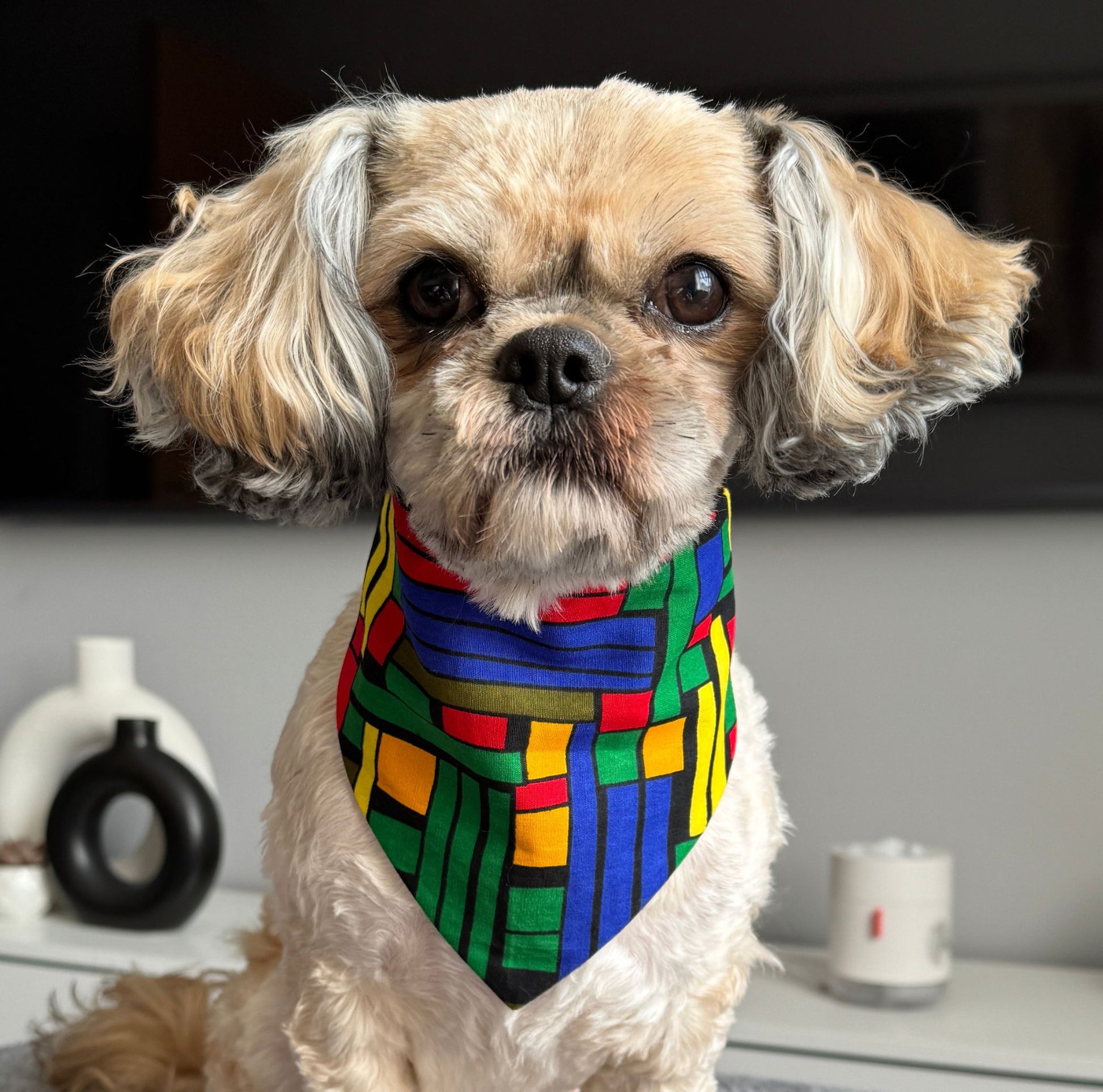 Small dog wearing a colorful SCRUNCHIE bandana indoors
