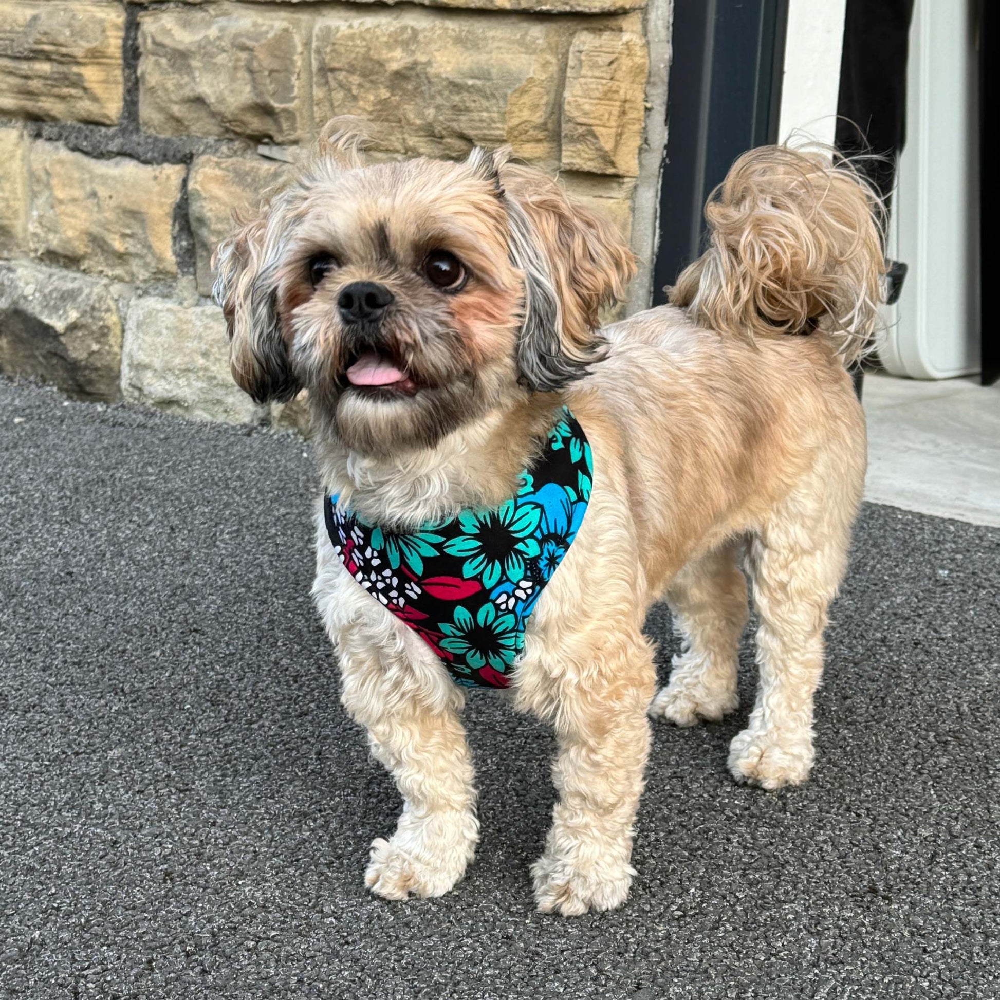 SADA black, teal, blue, fuchsia, white and yellow floral African print dog harness by Bhooki, handmade in the UK
