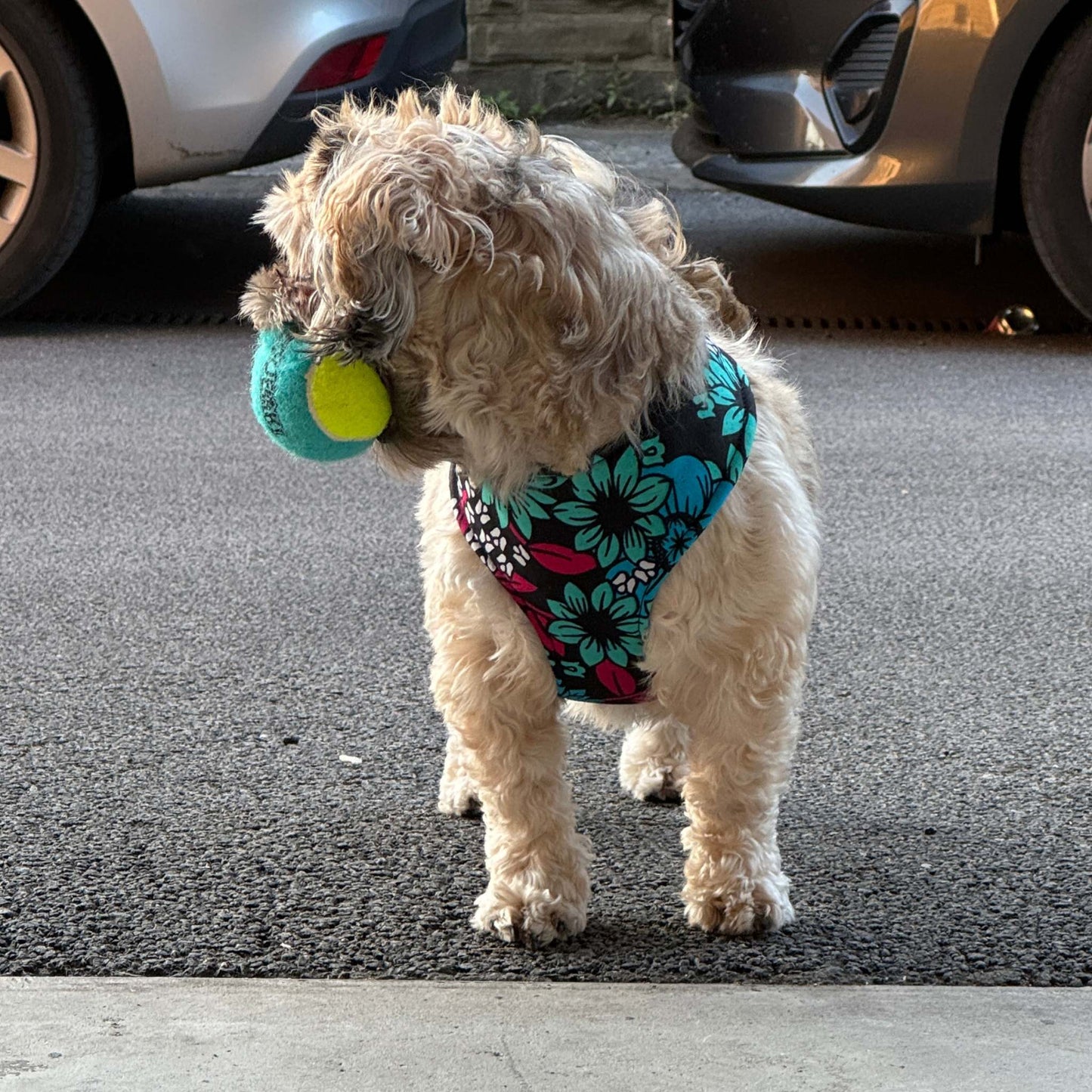 SADA black, teal, blue, fuchsia, white and yellow floral African print dog harness by Bhooki, handmade in the UK
