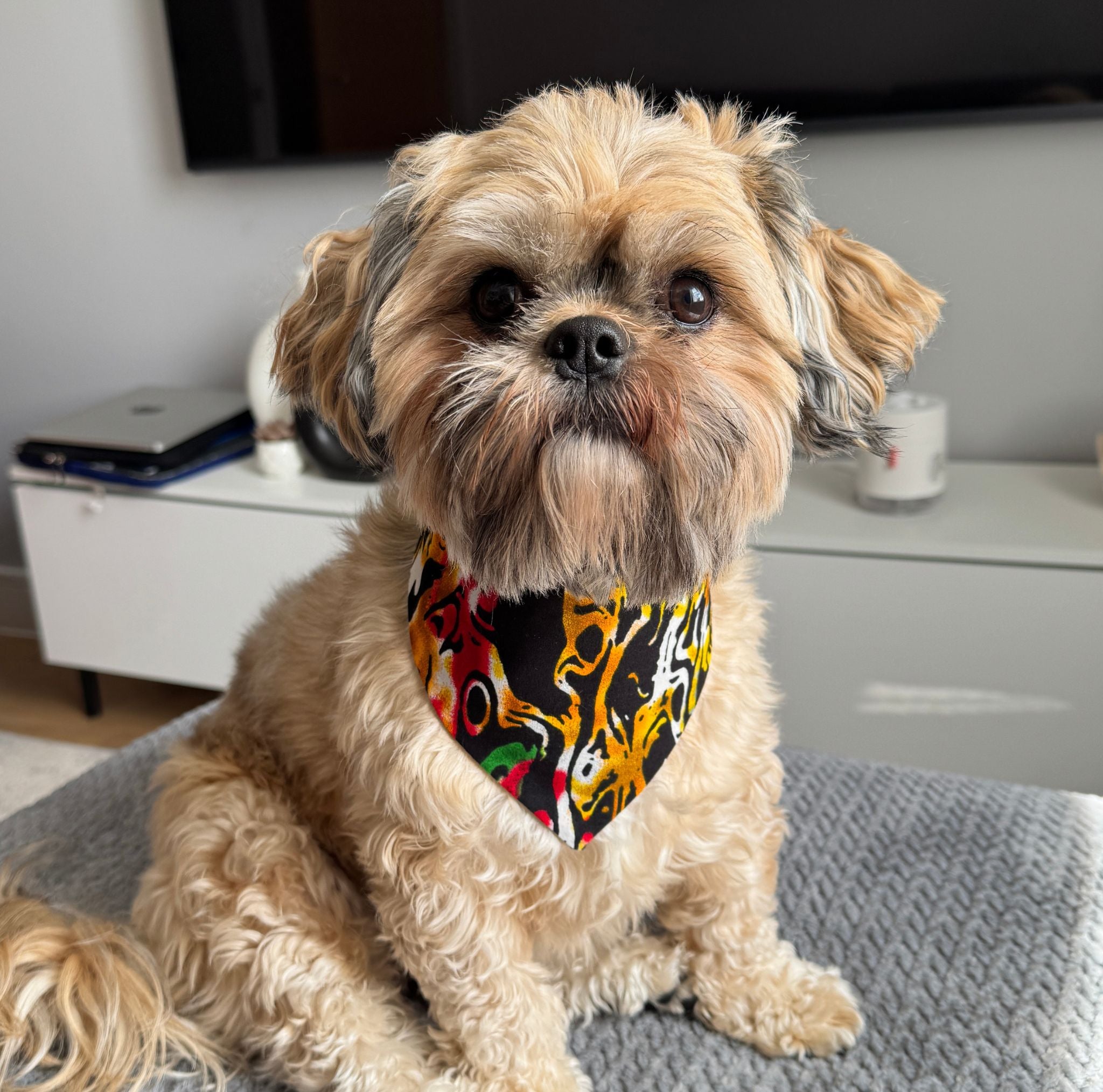 Small dog wearing the SEYI multicolour swirly African print bandana by Bhooki