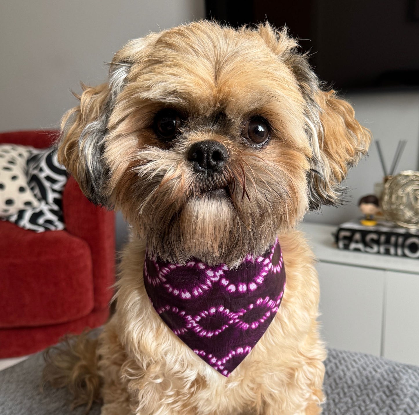 Small dog wearing a purple tie-dye dog bandana in a home setting