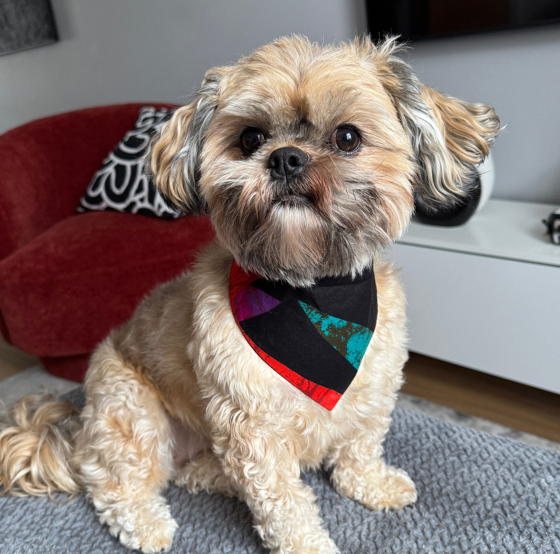 Small dog wearing a colorful bandana sitting on a carpeted floor.