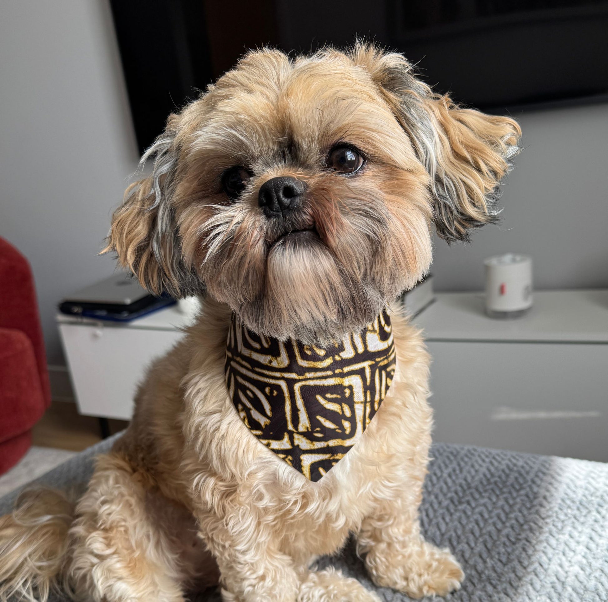 Small dog wearing a patterned dog bandana sitting indoors.